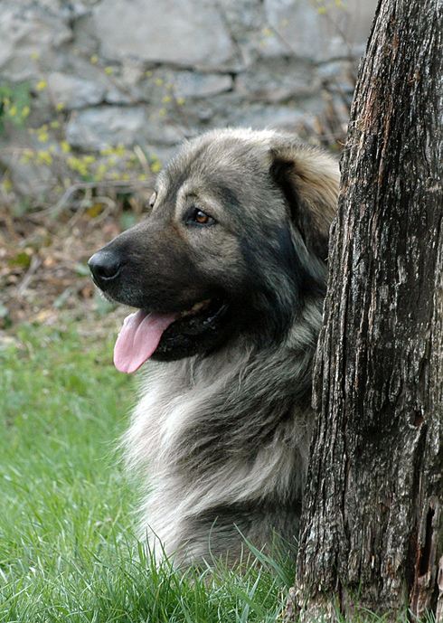Karst Shepherd Dog (Slovenian Mastiff) Livestock guardian dog, Smiling dogs, Dog